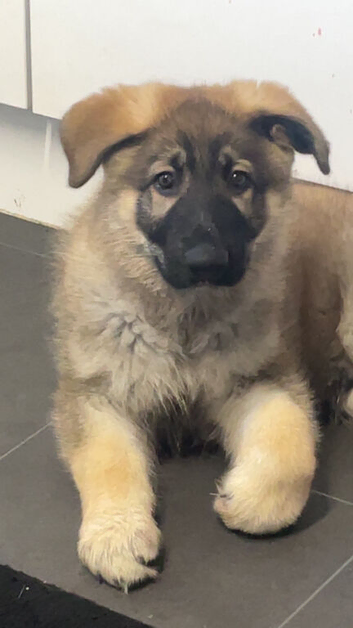 11 weeks old German shepherd