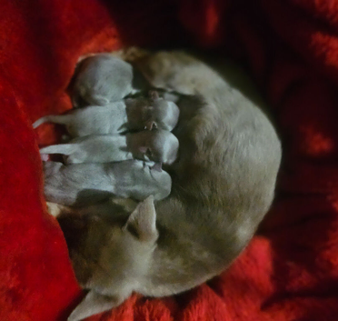 KC Lilac chihuahua pups Tested CLEAR parents