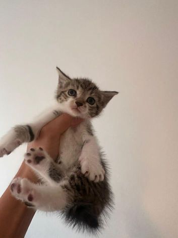 Kitten