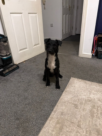 Patterdale Terrier 9 months old