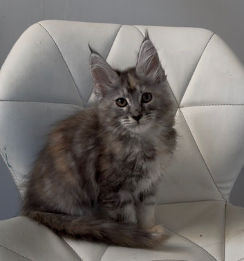 Beautiful tica reg Maine coon kittens.