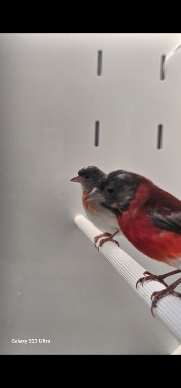 Red siskins mutations