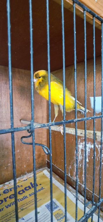 2026 yorkshire canary