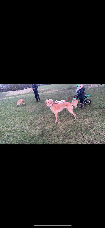 Saluki puppys