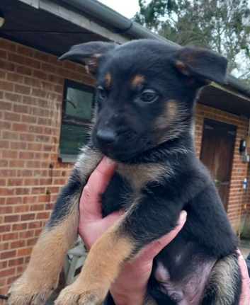 German Shepherd.