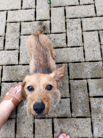 WIRED HAIRED DASHUND DOG
