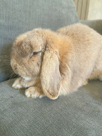 Mini Lop For Sale