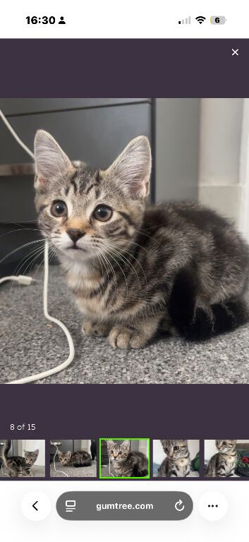 11 week old kitten