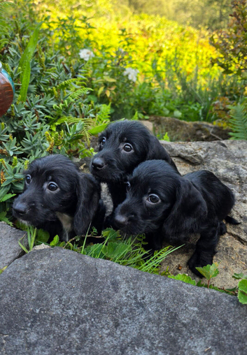Doxiepoo puppies available