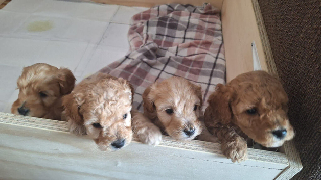 Cockapoo