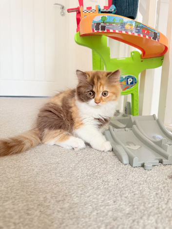 Pedigree British Longhair kittens TICA registered