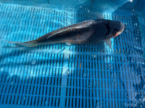 Large koi