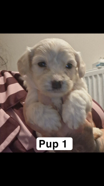 Bichon cross toy poodle
