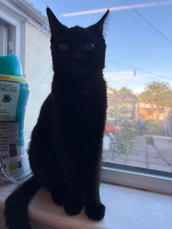 Black female kitten looking for a home