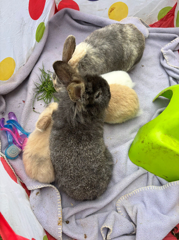 2 male Lionhead rabbits brothers