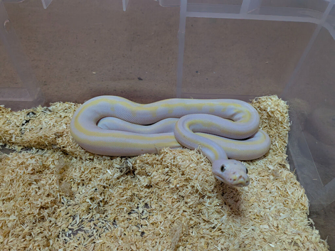 Male cow reticulated python