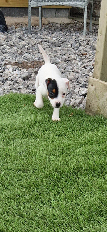 Jack Russell Puppy's