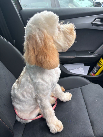 Adorable F2 Cockapoo Puppies Looking for Forever Homes