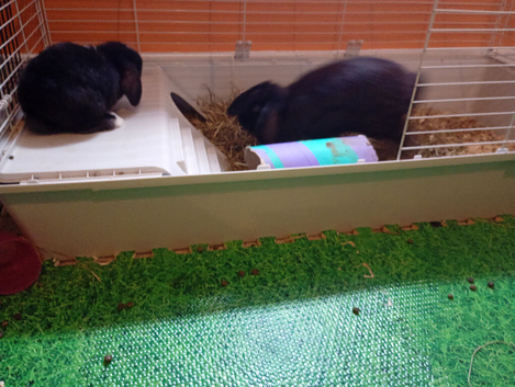 Pure mini lop ready to reserve