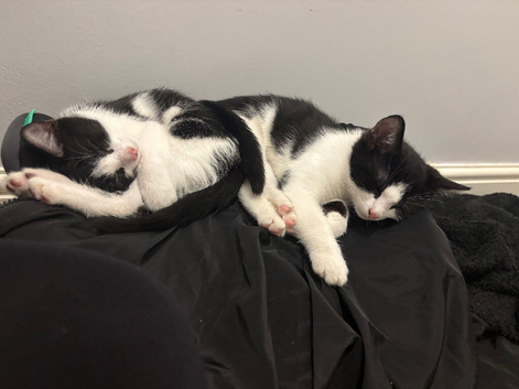 Kittens for sale