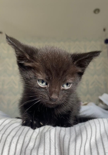 Beautiful black kitten
