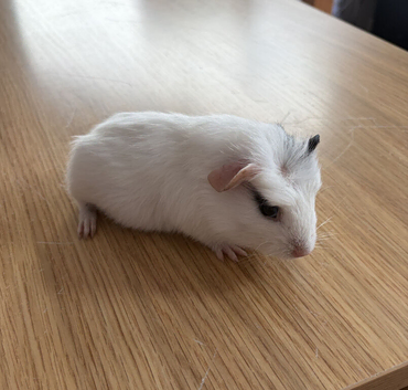 Male Crested White Guinea Pig with Black Left Cheek