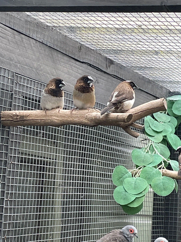 3 Bengalese finches