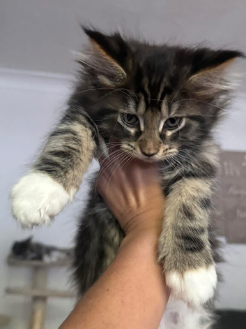 Maine Coon XXL Kitten &ndash; Black Silver Tabby & White Boy &ndash; TICA Registered
