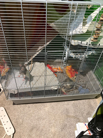 2 young female rats and cage