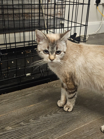 Female Persian Cat