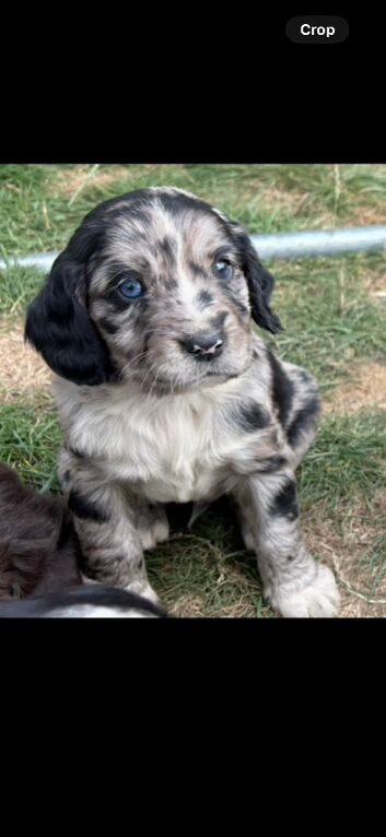 Working cocker spaniel puppies