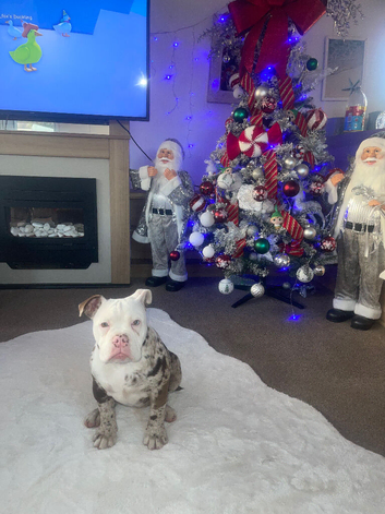 Female English bull dog