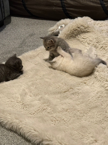 3 amazing fluffy kittens