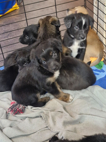 Akita shepherd x jack Russell
