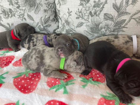 French bulldog Puppys