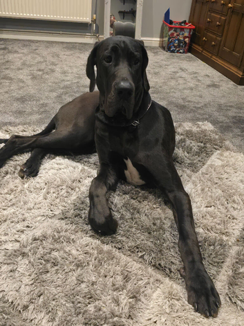 Great Dane for sale