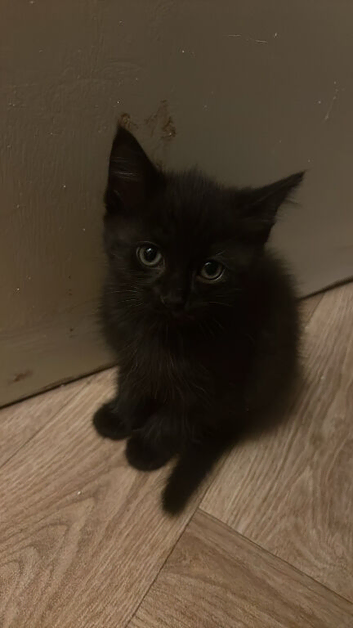 Mom ragdoll Dad Turkish Each 250
