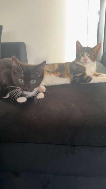 Kittens