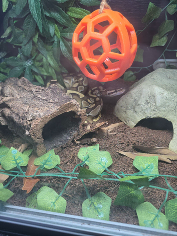 Black pastel lesser boy