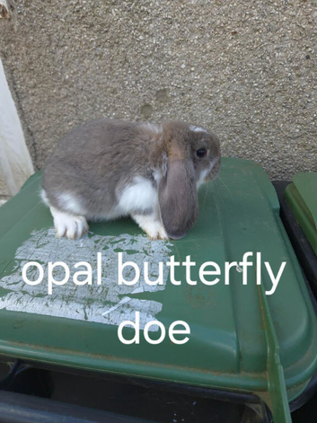 French lops does