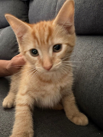 Playful kitten