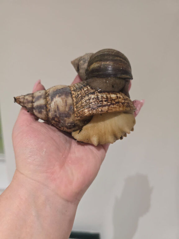 GIANT AFRICAN LAND SNAILS