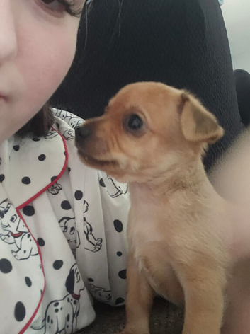 chorkie puppy
