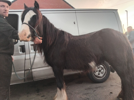 6 year old cob mear