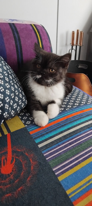 Beautiful kitten