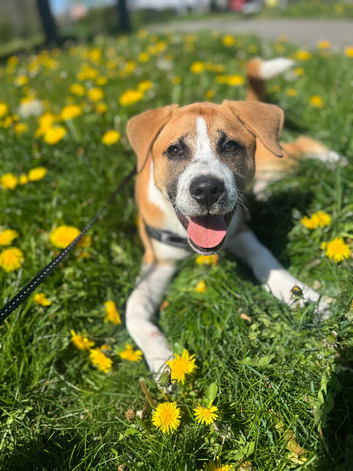 Dog for sale