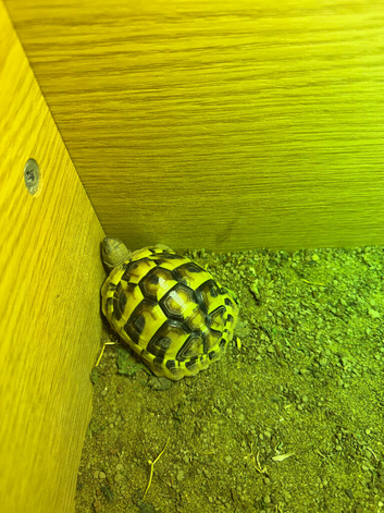 Baby tortoise