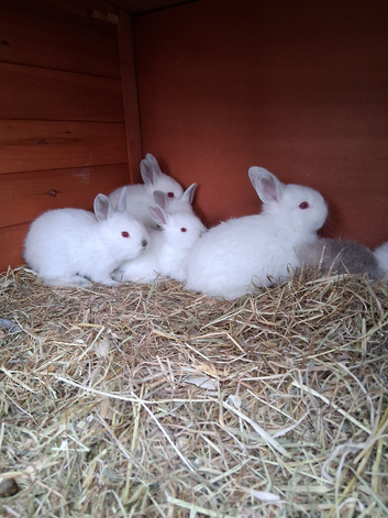 Californian baby rabbits