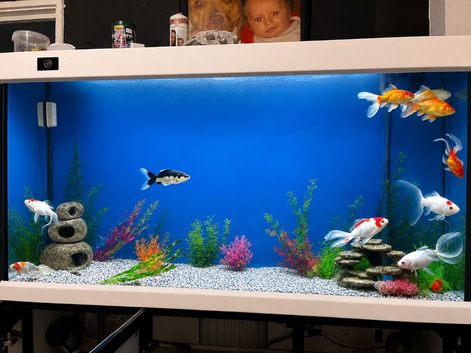 Different types fish