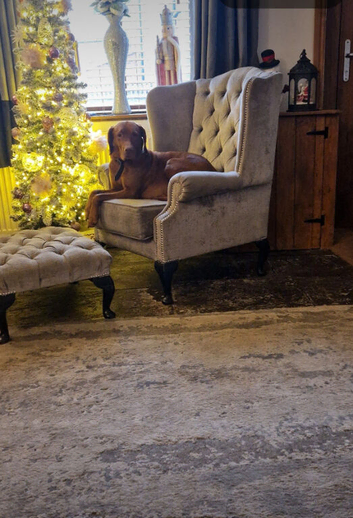 KC reg vizzla puppy